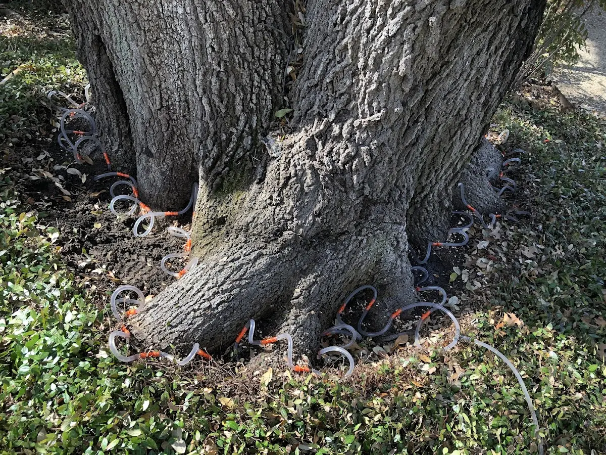 Detailed Tree Cabling and Bracing job site in Alhambra