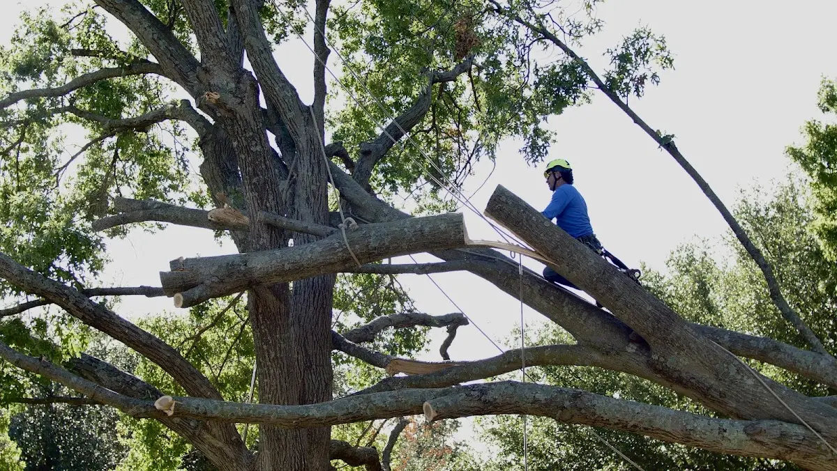 Professional Crown Thinning performed by certified arborists in Alhambra